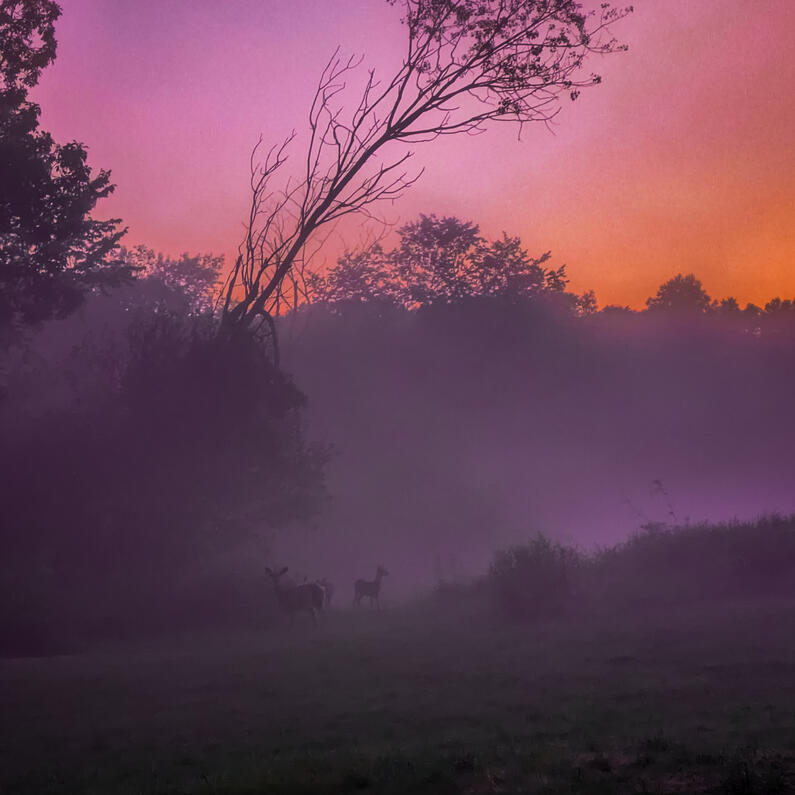 misty deer & sunset