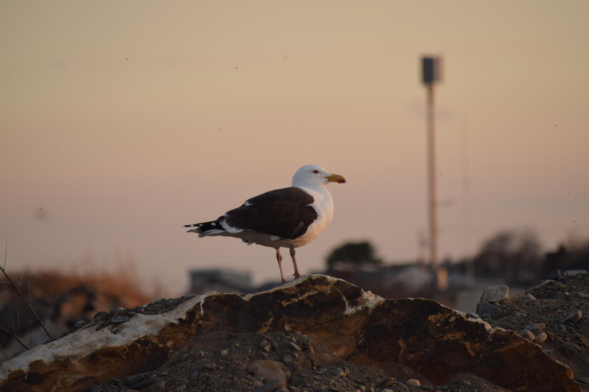 see? gull